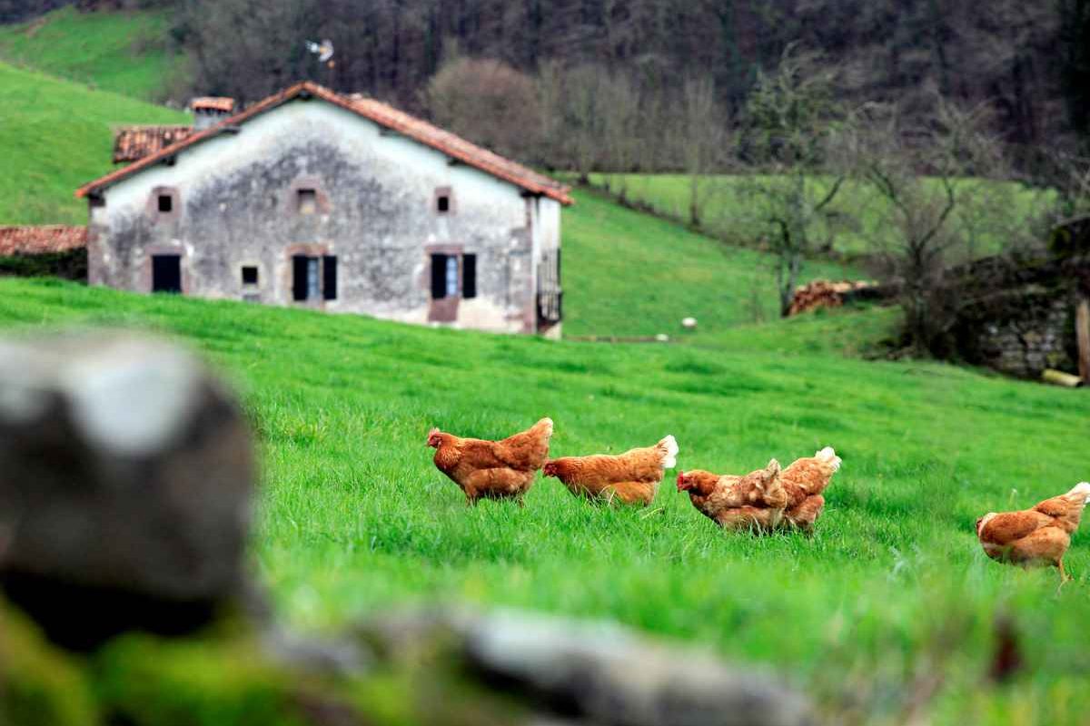 Bergara gallinas 20160119